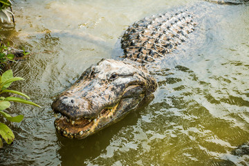crocodile in water