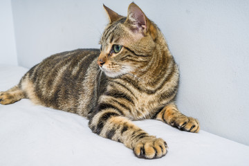 Beautiful short hair cat lying on the bed at home