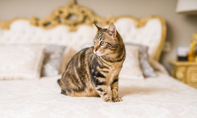 Beautiful short hair cat lying on the bed at home