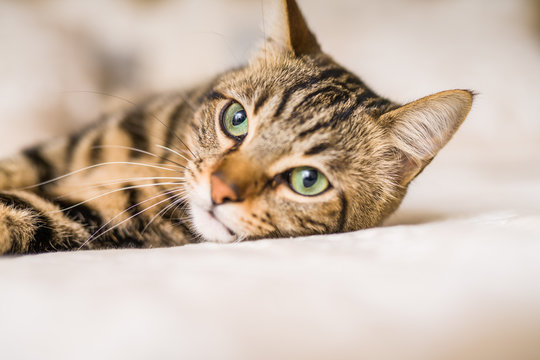 Beautiful short hair cat lying on the bed at home