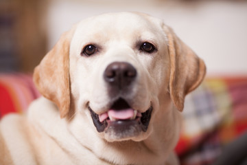 A New Yaer dog photosession on a couch