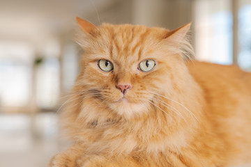 Beautiful ginger long hair cat lying on kitchen table on a sunny day at home