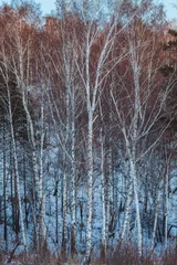 Foto auf Leinwand in the woods at dusk in winter © wundermann