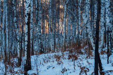 in the woods at dusk in winter