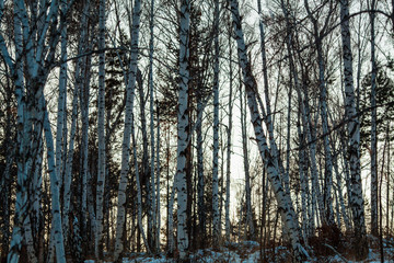 in the woods at dusk in winter