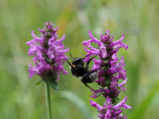 Hummel auf violetter Blüte der Braunelle