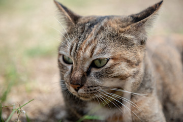 Cute and funny cat lying on the ground. 