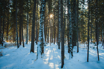 Obraz na płótnie Canvas sun between trees covered with snow in winter in siberian taiga