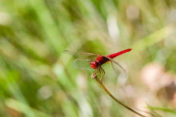 Libellule écarlate 