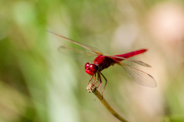 Libellule écarlate 