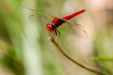 Libellule écarlate 