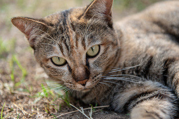 Cute and funny cat lying on the ground. 