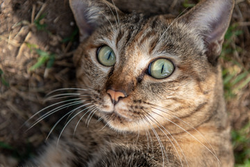 Cute and funny cat lying on the ground. 