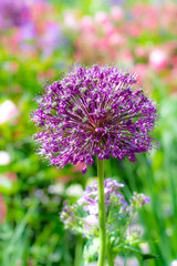 Giant onion flower blossom
