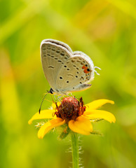 Tiny little Eastern Tailed-Blue butterfly feeding on a small Blackeyed Susan flower, backlit by summer sunlight, with bright green and yellow background