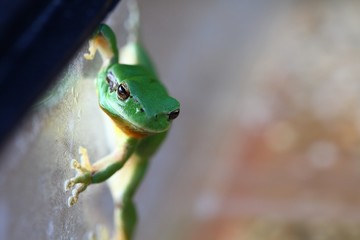 Grenouille verte 