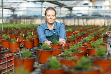 Woman inspecting oregano seedlings