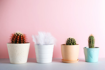 Cacti in flowerpots and one with feathers on color background. Be different