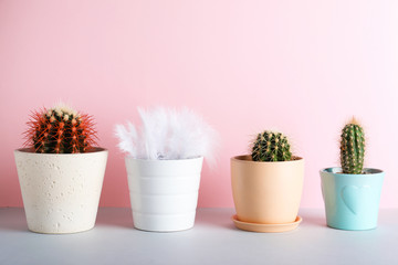 Cacti in flowerpots and one with feathers on color background. Be different