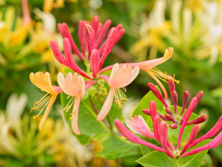 Pink and yellow flowered Goldflame Honeysuckle