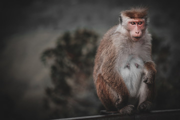 Toned picture of scary monkey with red eyes wathing in the camera