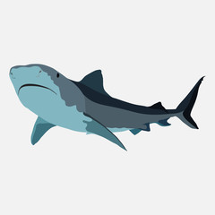 shark on a white background, shark attack, the danger in the oce