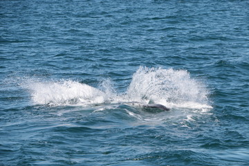 Baleine franche australe