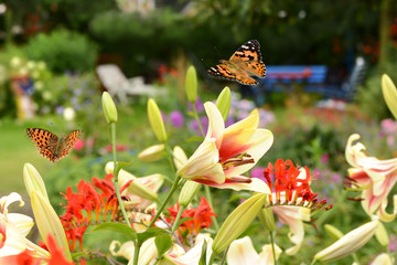 Schmetterling 523 © K.-U. Häßler