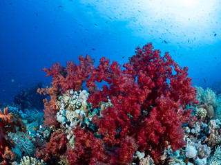 Fototapeta na wymiar Red Sea Corals