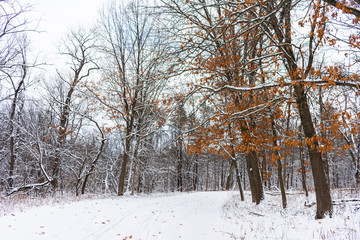 Snow Covered Trail in a Midwestern Forest and a Tree with Brown Leaves