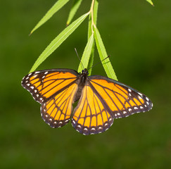 Female Viceroy butterfly laying eggs on tips of Willow tree leaves in fall