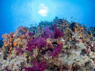 Naklejka na ściany i meble Red Sea Corals