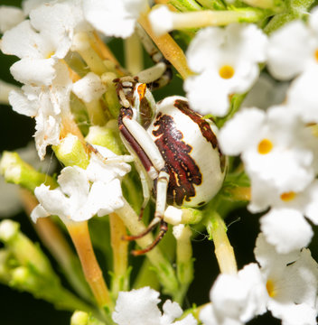 Beautiful white and burgundy colored Misumenoides formosipes, Whitebanded Crab Spider camouflaged in the middle of white blooms of a Butterflybush, waiting for prey