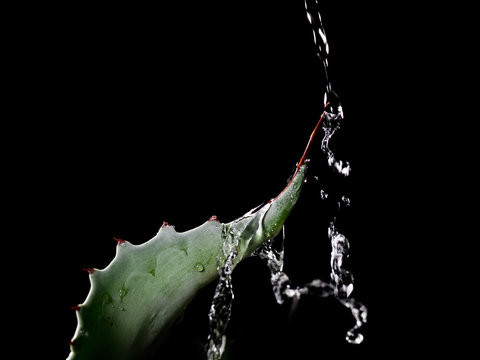 succulent getting water 