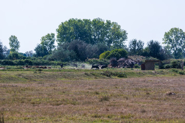 Taureaux de Camargue