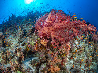 Fototapeta na wymiar Red Sea Corals