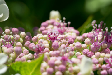 Capullos y flores en Cabo Polonio