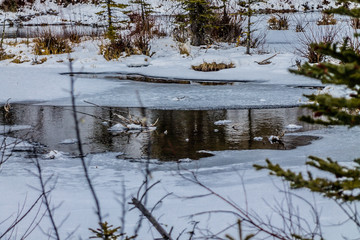 Spring thaw at Mount Lorette Ponds, Bow Valley Provincial Park, Alberta, Canada