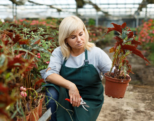 Female florist in apron with scissors cutting  plants of begonia in hothouse