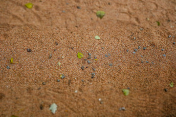 closeup of sand, leaves and rocks