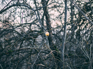 Single yellow last apple on tree branch without foliage on autumn