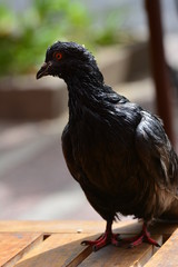 paloma negra