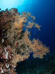 Fototapeta na wymiar Underwater Life