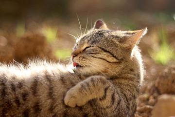 Brown tabby cat lying in thegarden, sunbathing and grooming itself. Selective focus.