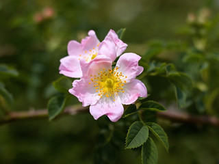 rosa canina in the garden