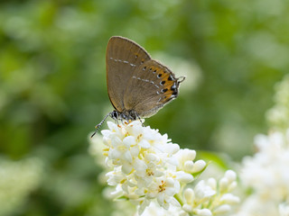 Obraz na płótnie Canvas butterfly resting on a white flower