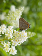 butterfly resting on a white flower