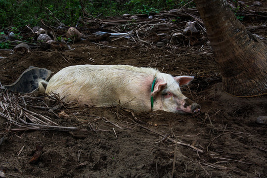 Schweinisch, Gl&uuml;ck, Ferkel im Mist