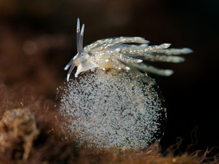 Nudibranch