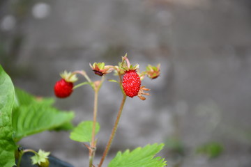 wild strawberries 